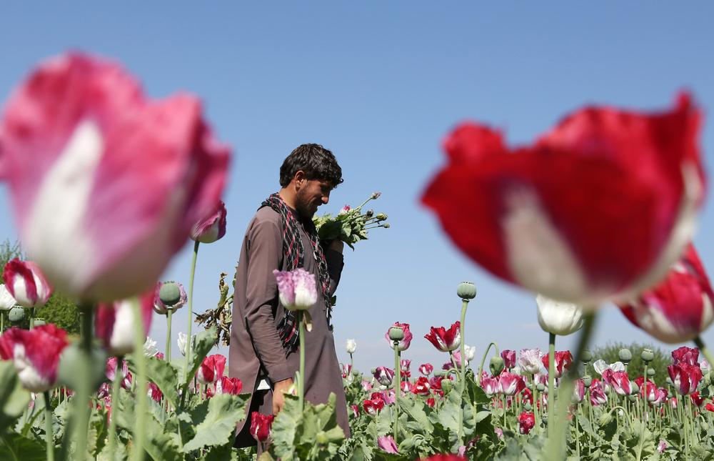 Производство афганского опиума процветает